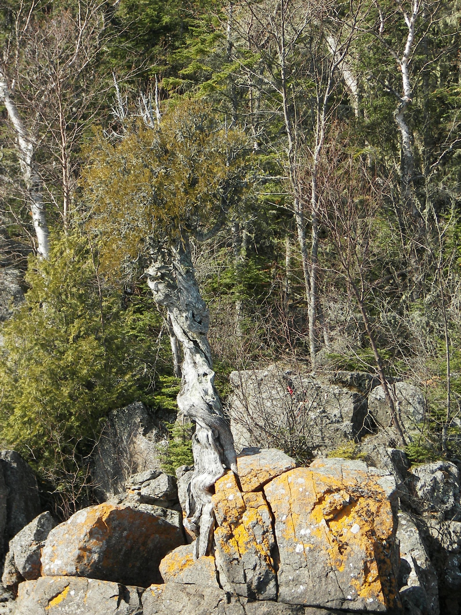 The Spirit Little Cedar Tree viewed from the rocky Lake Superior shoreline.