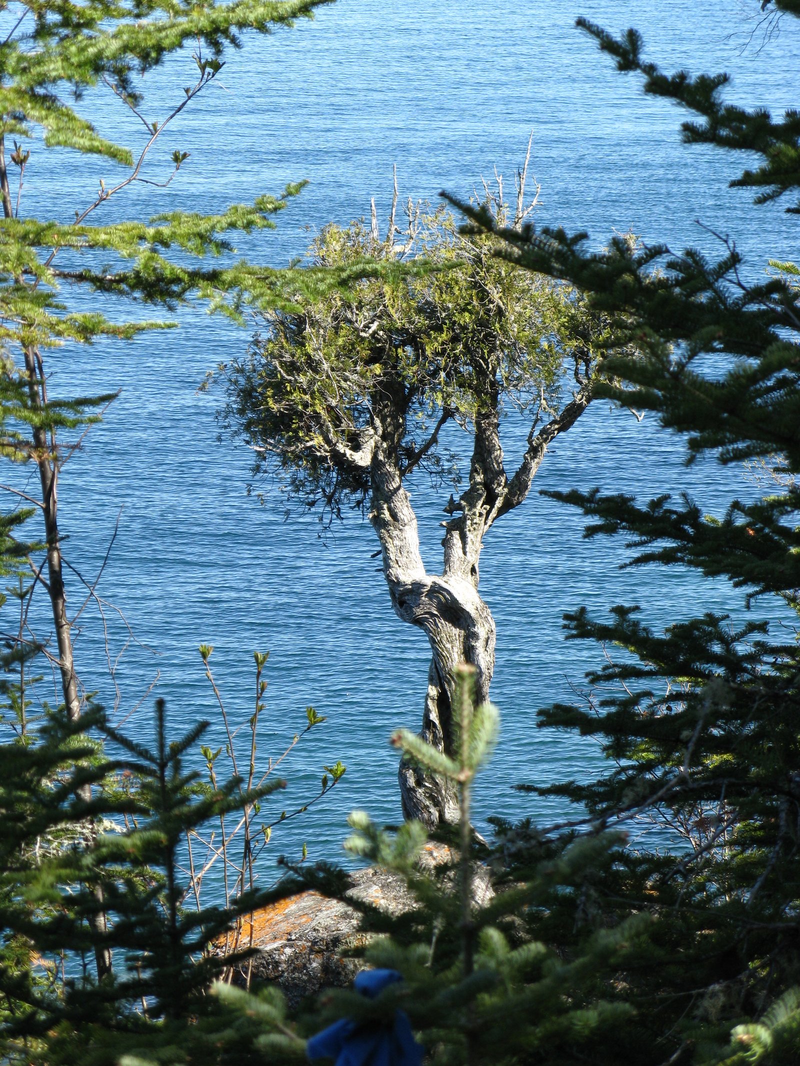 The Spirit Little Cedar Tree, a gnarled white cedar growing from bare rock on the shore of Lake Superior at Grand Portage.